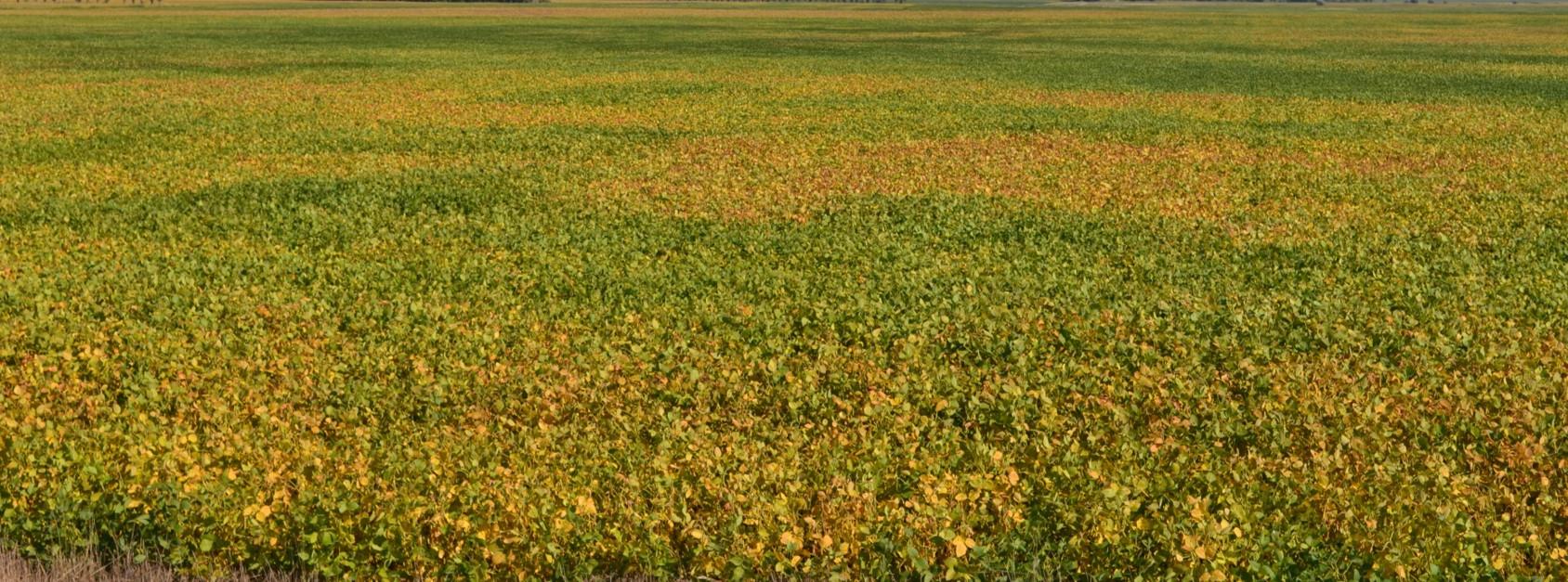 A soybean field with large sections where the foliage has turned various shades of yellow and orange.