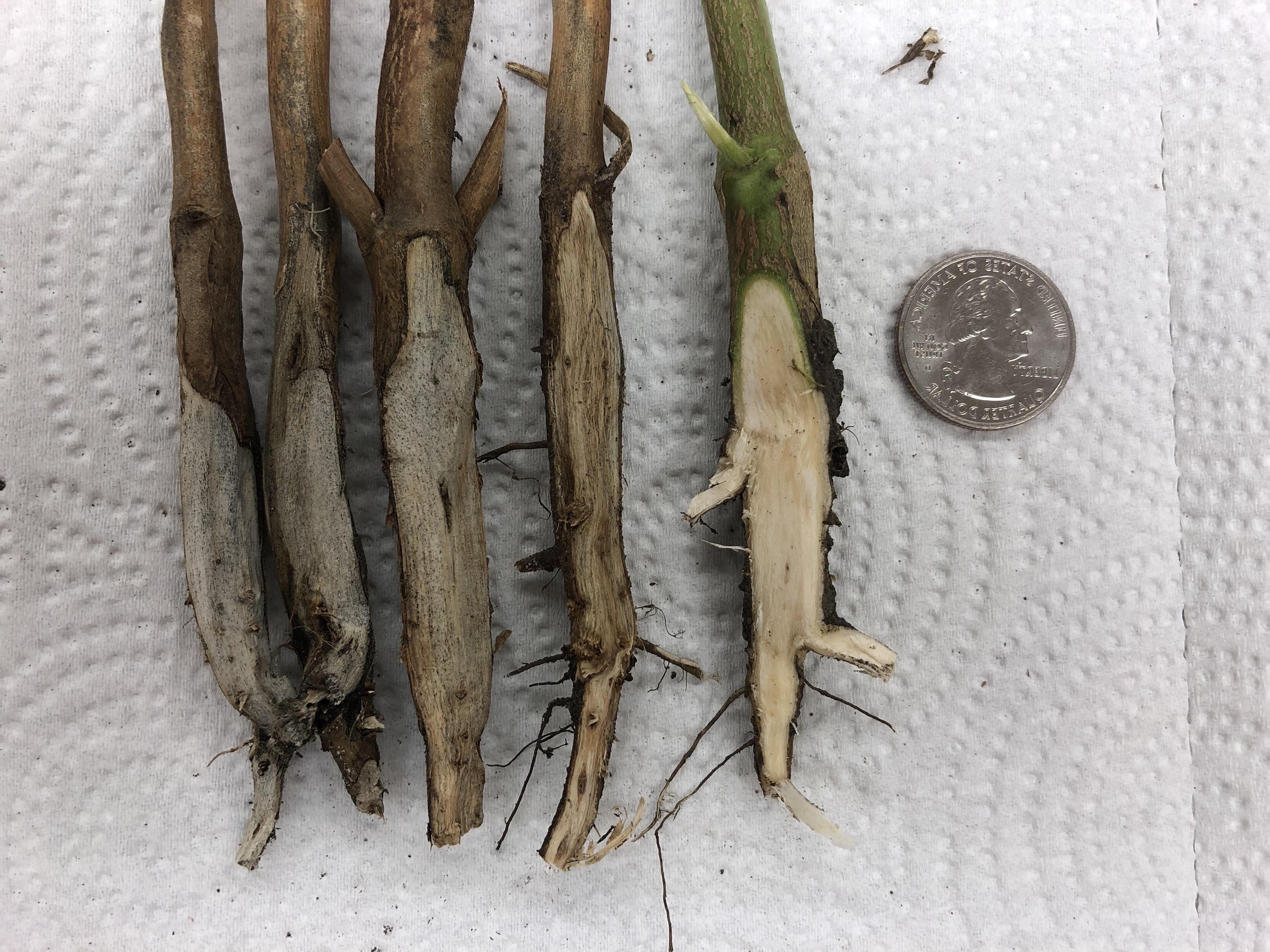 五根大豆茎的外层组织被刮掉了. 其中一根茎的内部颜色很浅. 其他四个是灰色到黑色的. 一个银色的U.S. 照片中有25美分的硬币.