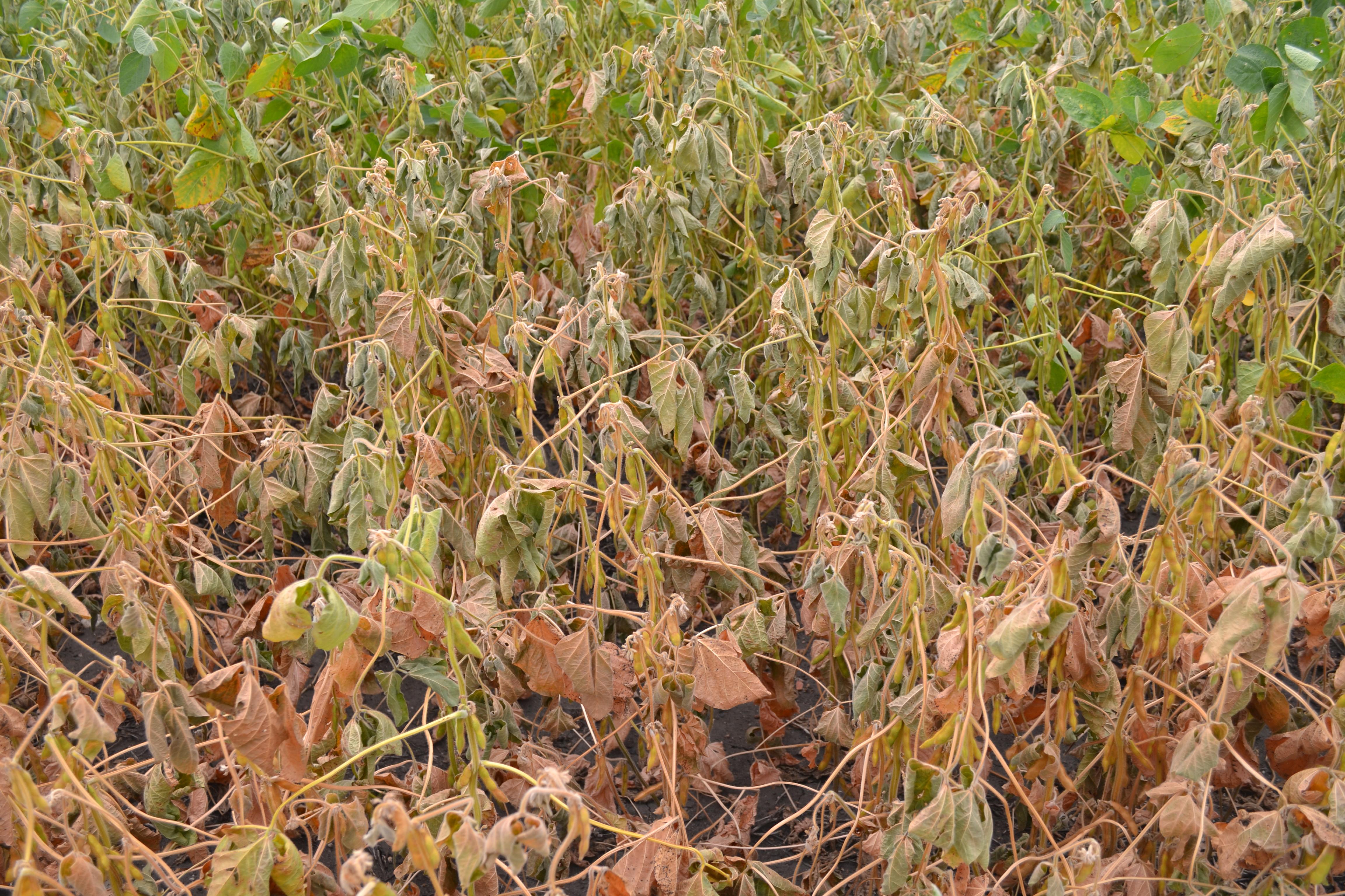 Soybean plants with wilted leaves many have turned tan or brown.