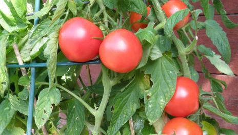 在番茄笼里，葡萄藤上的成熟番茄 