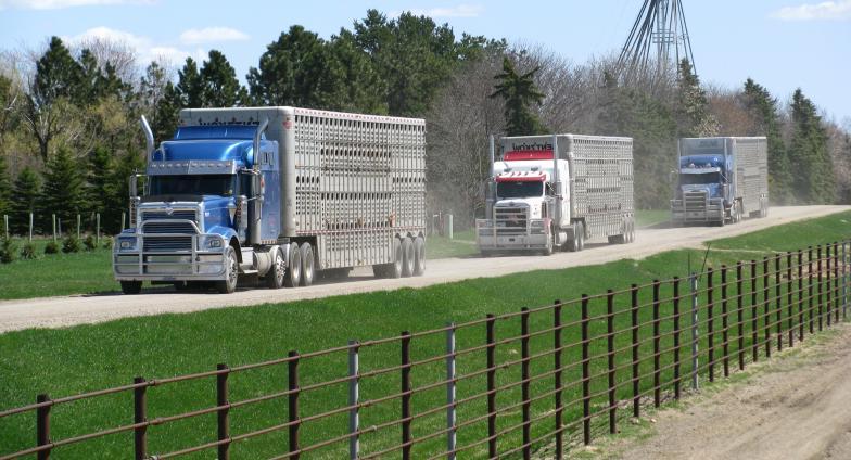 载着牲畜的卡车行驶在砾石路上. 