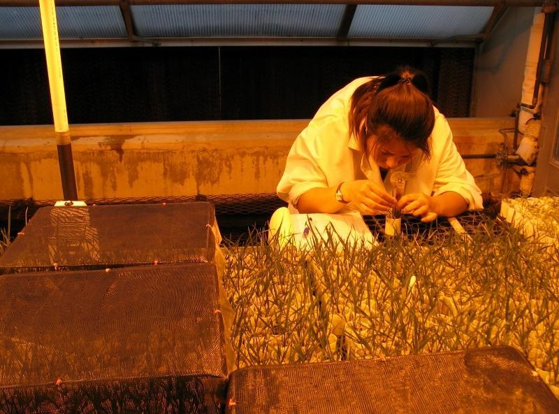 woman closely inspecting grass in a lab
